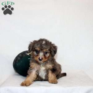 Lavina, Mini Bernedoodle Puppy